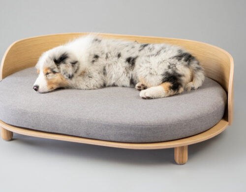 Extra Large Dog Bed – Why It Is Important?